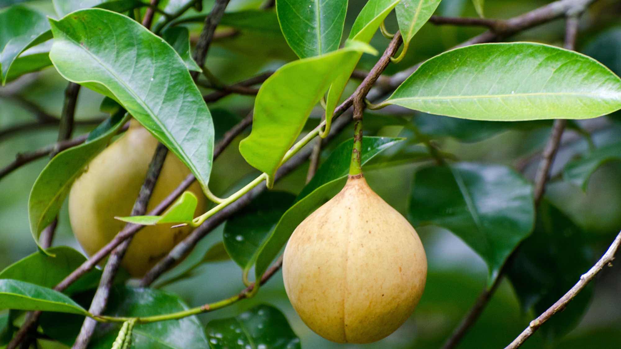 Myristica fragrans